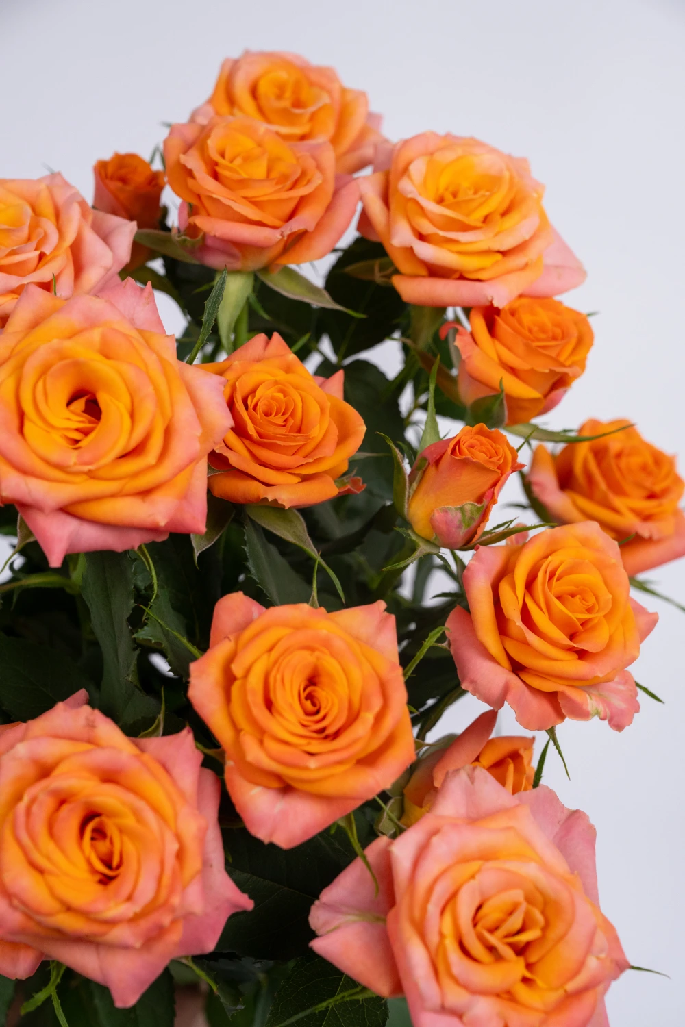 Orange Stars