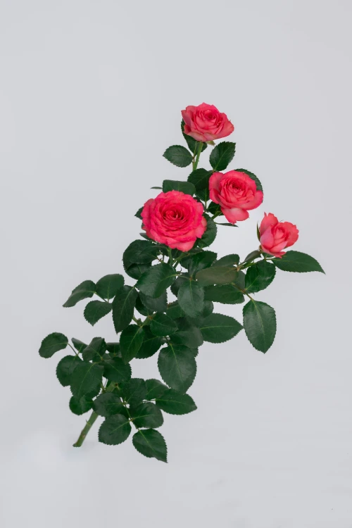 Bella Linda Cerise*