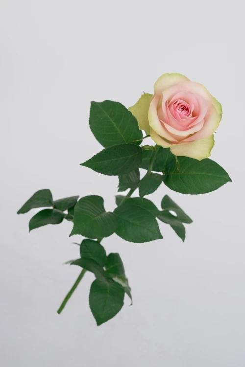 Belle Rose*