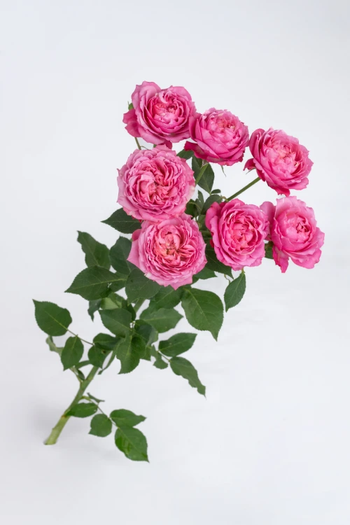 Julieta Cerise*