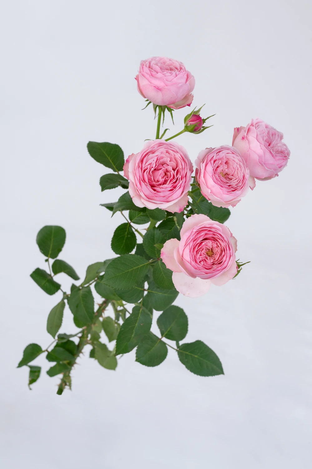 Mansfield Park Pink