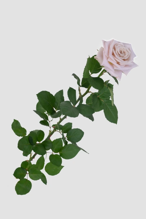 Menta