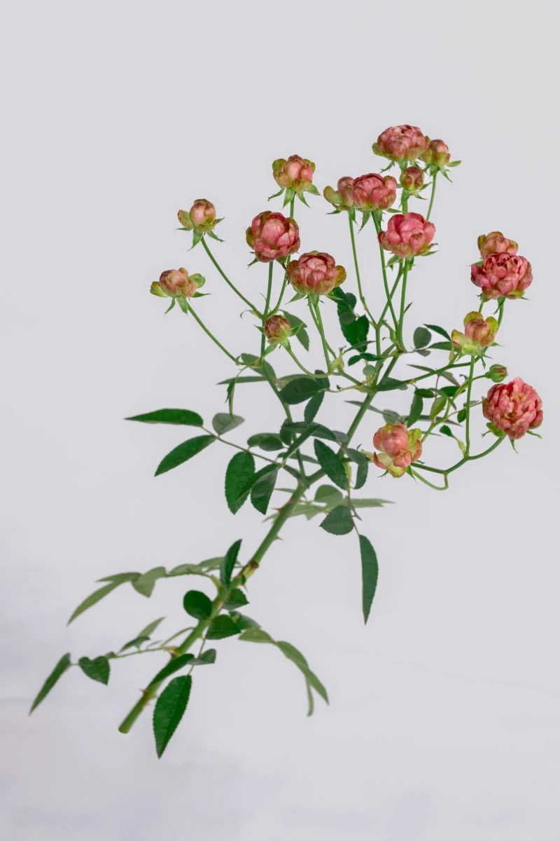 Mini Must Wild Radish