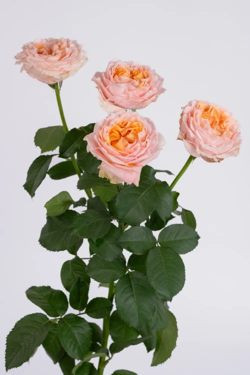 Georgia Peach