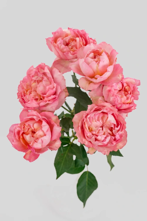 Julieta Pretty Pink