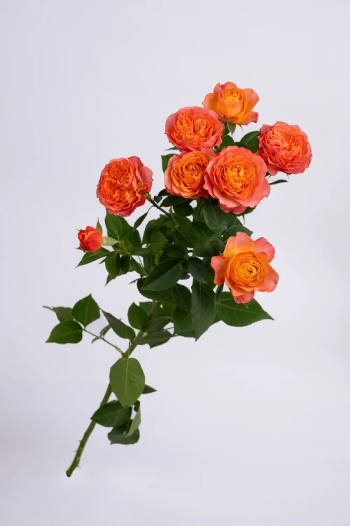 La Mandarine