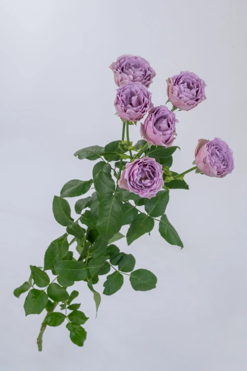 Lavender Bubbles