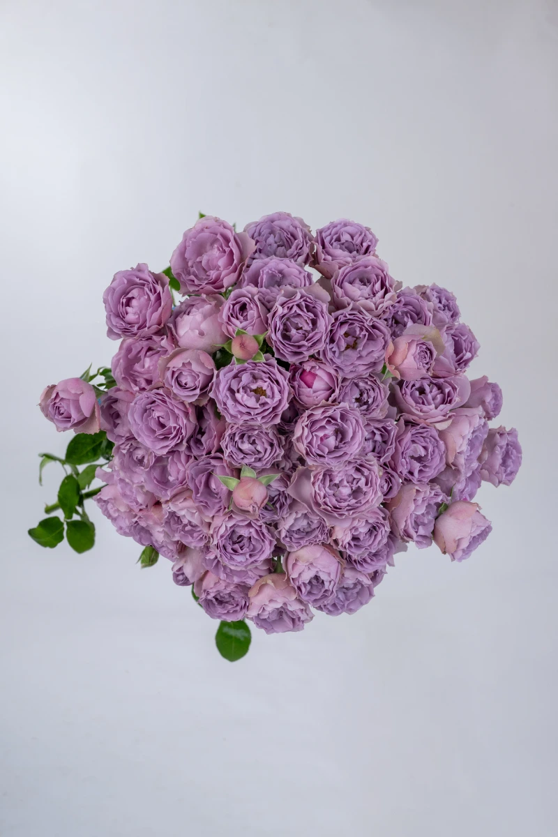 Lavender Bubbles