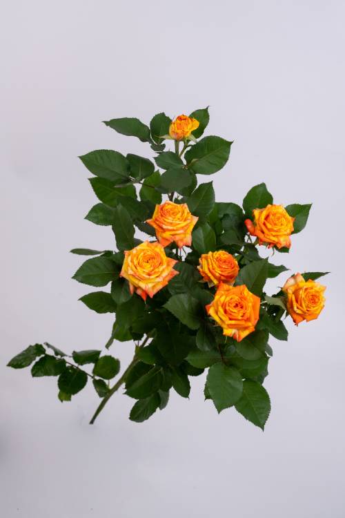 Orange Peps