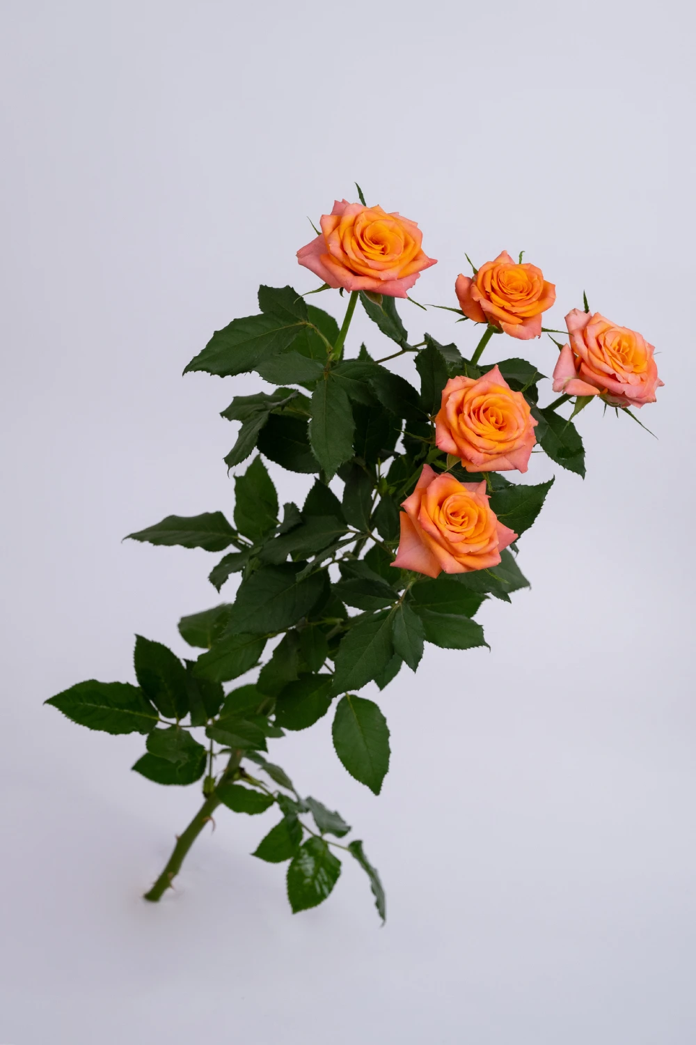 Orange Stars