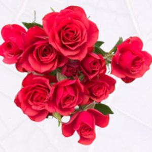 English Rosever