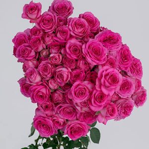 Fuchsia Lace