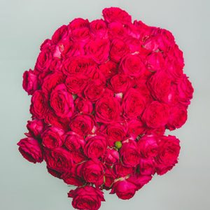 Haromonia Cerise