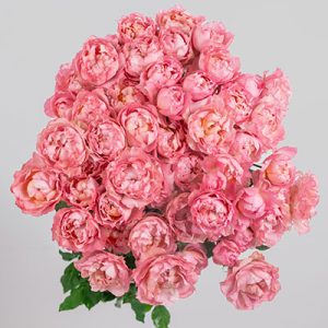 Julieta Pretty Pink