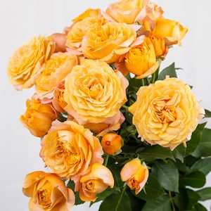 Julieta Apricot