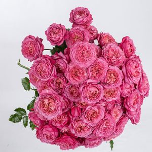 Julieta Cerise