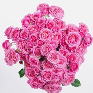 Julieta Princessa