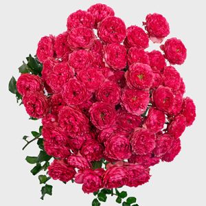 Julieta Raspberry