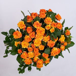Orange Peps