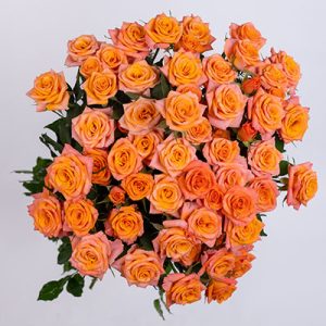 Orange Stars