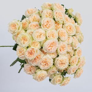 Summer Rose